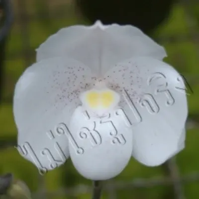 Paphiopedilium niveum cycle form (Paphiopedilum)
