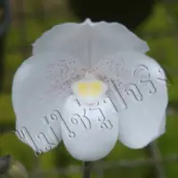 Paphiopedilium niveum cycle form
