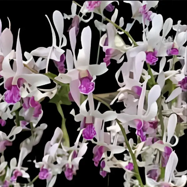 Dendrobium Rabbit Junior