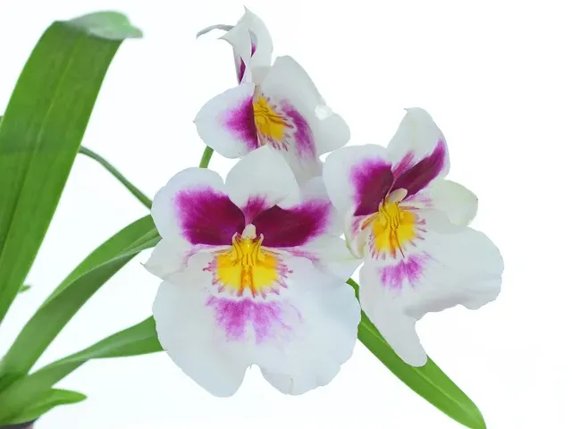 Miltoniopsis Twin Peaks (Miltoniopsis)