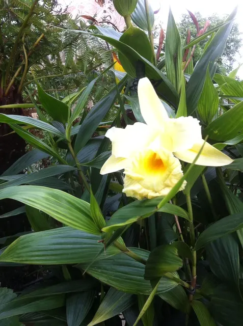Sobralia xantholeuca