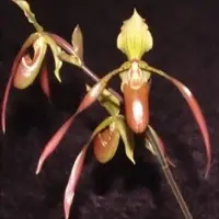Paph. Mirjam Bauch (Gigantifolium X Lowii)
