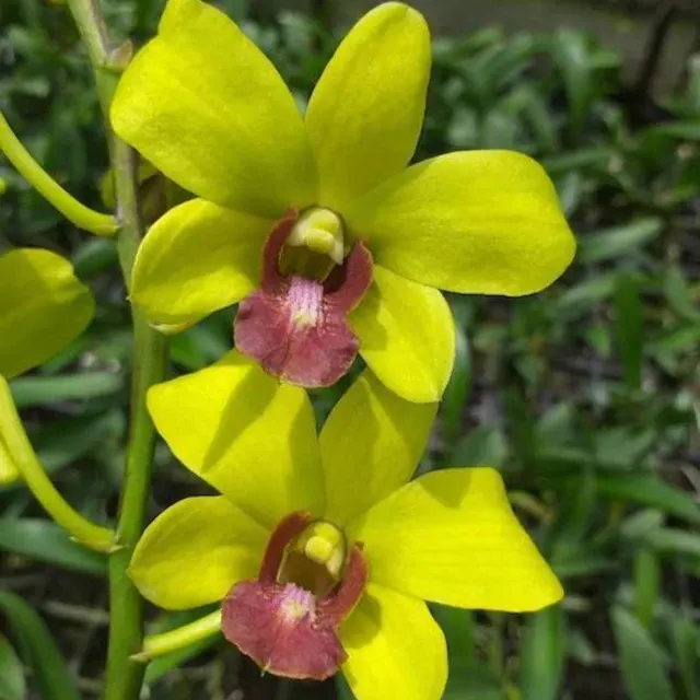 Dendrobium Burana Jade x Thongchai Gold (Dendrobium)