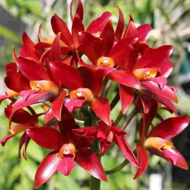 Laeliocattleya Chocolate Drops (Laeliocattleya)