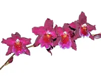 Miltonidium Aloha Passion 'Golden Gate'