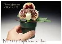 Paph. leucochilum (leucochilum ' Bear 14 ' x leucochilum ' Bear 16')