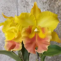 Rhyncholaeliocattleya Haadyai Delight