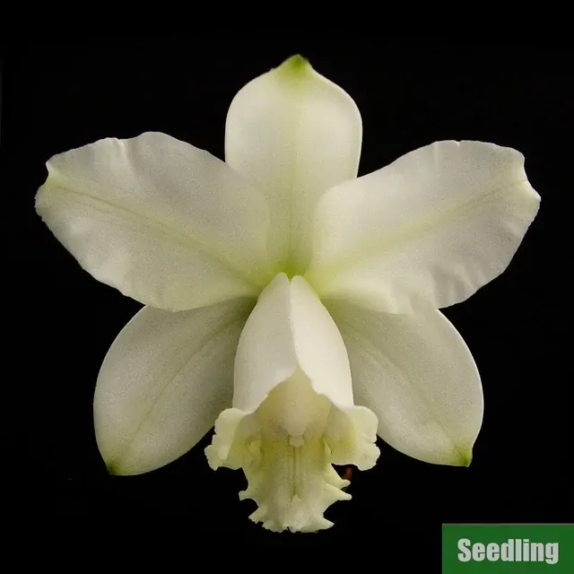 Cattleya loddigesii v. alba