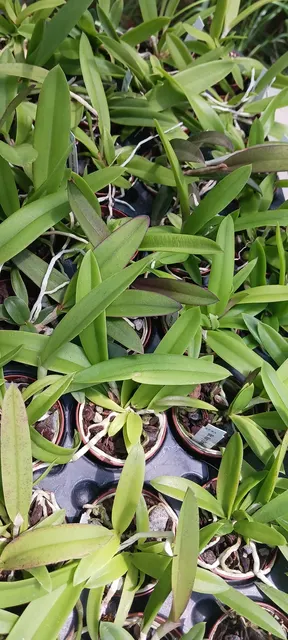 Brassocattleya Mary Dodson (Brassocattleya)