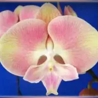 Phalaenopsis Kingcar Pink Coral 2.5"
