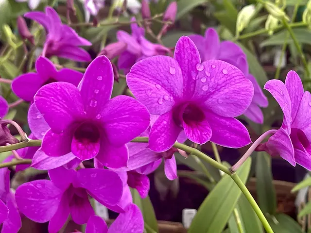 Dendrobium Enobi Hybrid (Dendrobium)