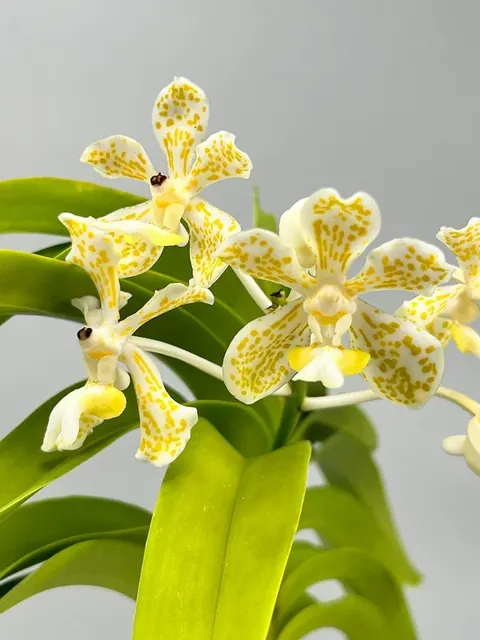 Vanda tricolor var semi alba (Vanda)