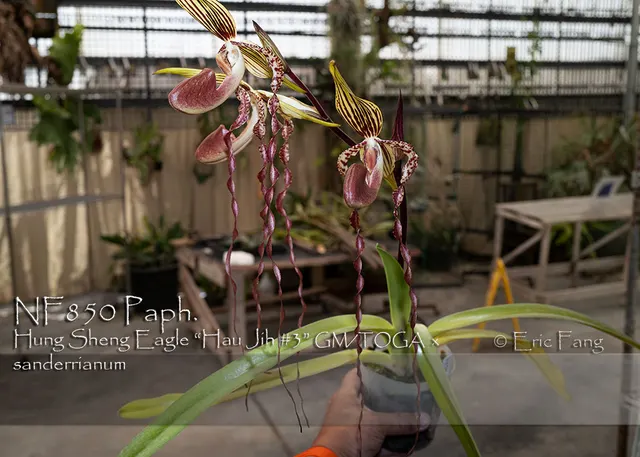 Paphiopedilum Haur Jih Isabel 'Note: Husky Plant' (Paphiopedilum)