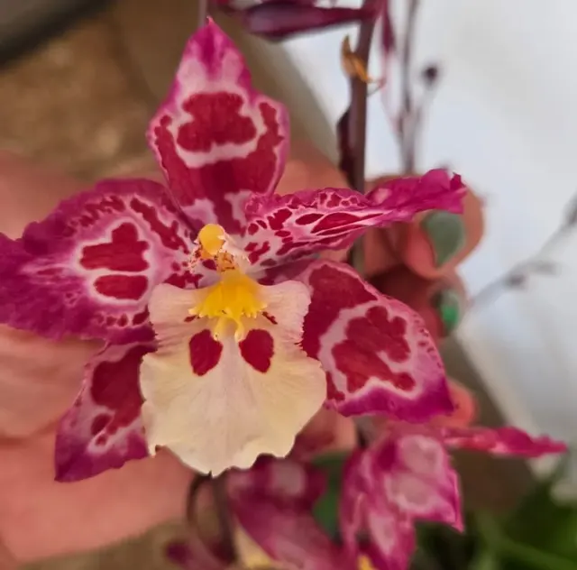 Oncostele Galico (Oncostele)