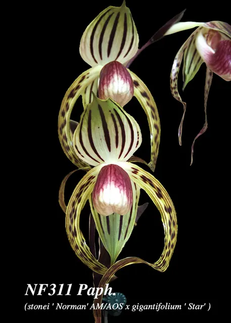 Paphiopedilum Stoned Bernice ', Note: Limited , 50 Cm Plus Leaf Span. 7 Years Old Plant'