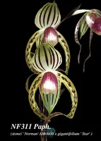 Paph. Stoned Bernice ', Note: Limited , 50 cm plus leaf span. 7 years old plant ' (stonei ' Norman' AM/AOS x gigantifolium ' Star')