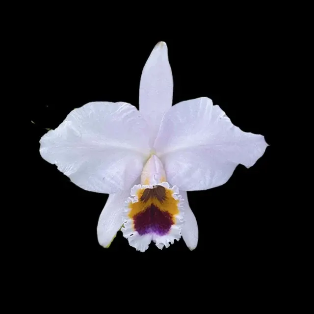 Cattleya percivaliana var. coerulea (Cattleya)