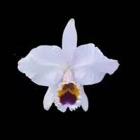 Cattleya percivaliana var. coerulea