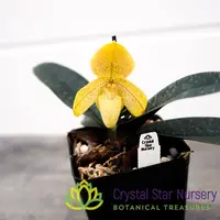 Paphiopedilum concolor — 4" Pot / Multi Growth / Without Spike