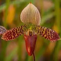 Paph. Montagnard (sukhakuli X callosum)- EOS