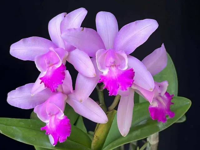 Cattleya intermedia 'orlata Rio' x nobilior 'coerulea'