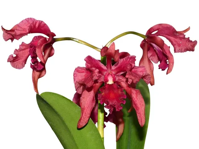 Laeliocattleya Guido Diana (Laeliocattleya)