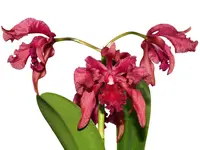 Laeliocattleya Guido Diana