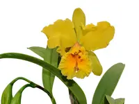 Cattleya Santa Clara's