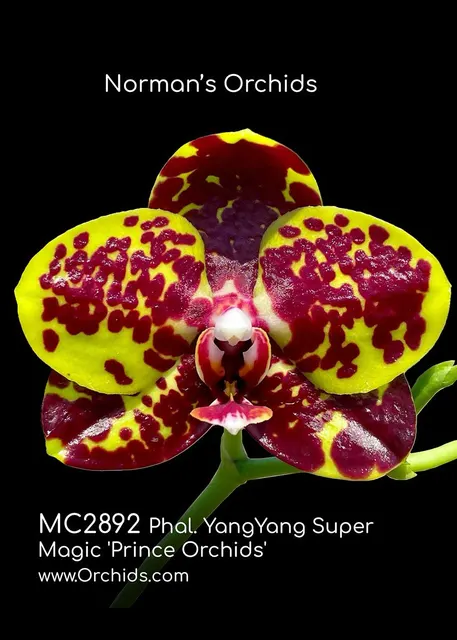 Phalaenopsis YangYang Super Magic 'Prince , Note : Amazing Fragrance .' (Phalaenopsis)