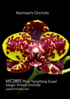 Phal YangYang Super Magic 'Prince , Note : Amazing Fragrance .' (Jong's Gigan Cherry x GW Green World )