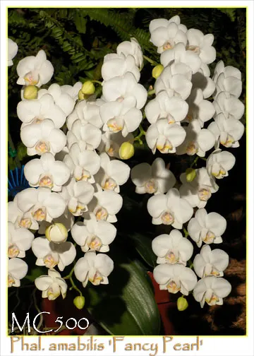 Phalaenopsis aphrodite var formosanum 'Fancy Pearl , Note : Premium With 2 Spikes , Round Leaves'