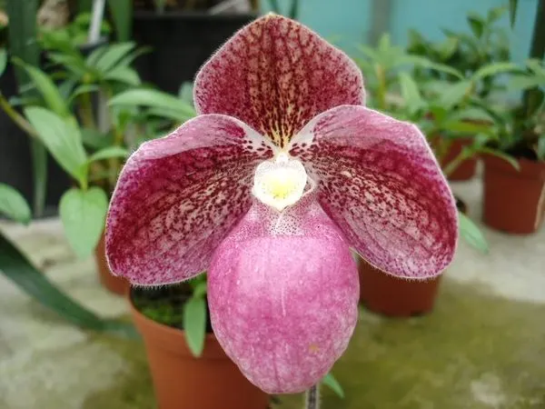 Paphiopedilum micranthum x bellatulum