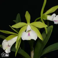 [Bare-root] #CA# Procatavola Wufong Jade 'Sheng-Yi' 霧峰寶石 [2.8 BS][Aug in stock 26]