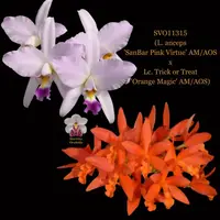 Cattleya Orchid Hybrid SVO11315 (L. anceps 'SanBar Pink Virtue' AM/AOS x Lc. Trick or Treat 'Orange Magic' AM/AOS)