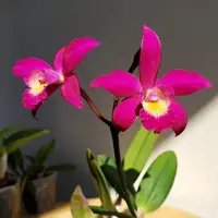 Cattleya Chian-Tzy Guiding 'Chian-Tzy Red Top' - parfumata