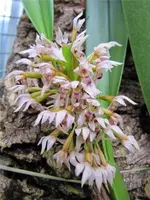 Maxillaria densa