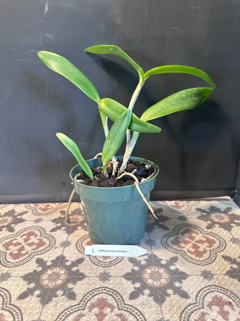 Cattleya harrisoniana (Cattleya)