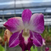 Dendrobium Orchid King Dragon Pink Stripe Mature Bushy Plant - Ready To Flower