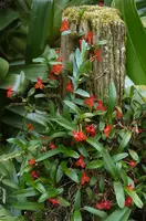 Maxillaria sophronitis