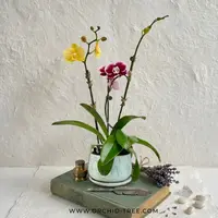The Blushing Symphony | Phalaenopsis Orchid Gift