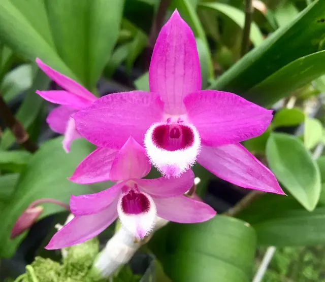 Dendrobium parishii fma. Petaloid x Hsinying Sweetscent