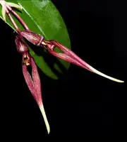 Bulbophyllum biflorum 4" FS
