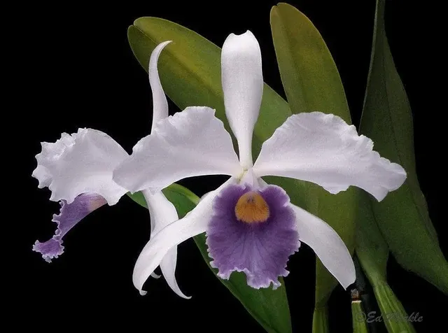 Cattleya Eximia Var. Coerulea X Cattleya Violacea Var. Coerulea