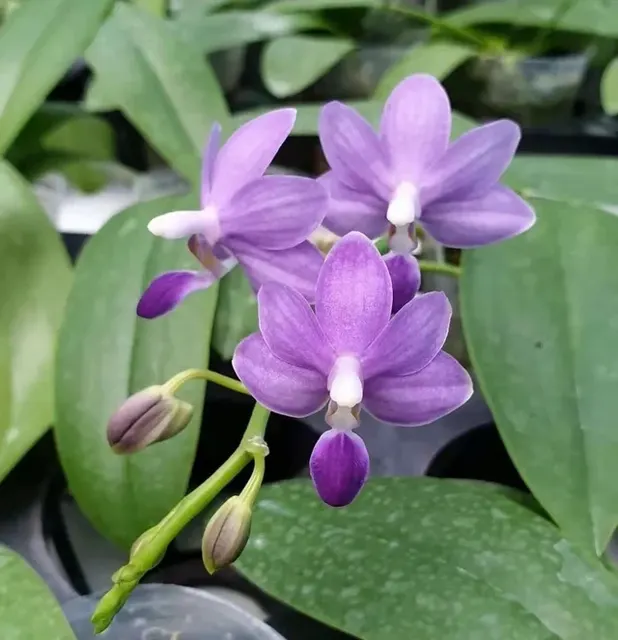 Phalaenopsis Purple Martin Var. Blue, Fragrant