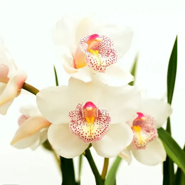 Cymbidium Phil Cassady Fair 'Delight'