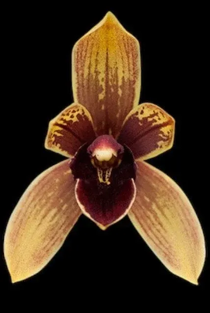 Grammatocymbidium Pakkret Summit 'Nubia'