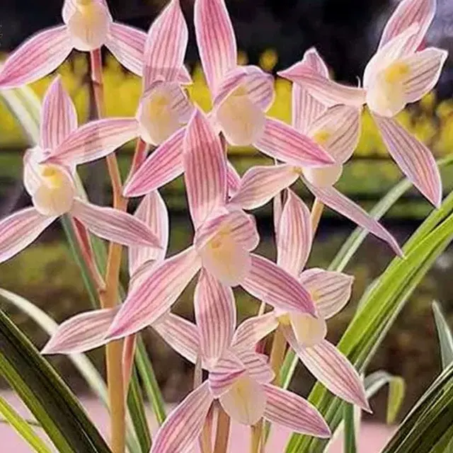 Cymbidium tortisepalum 'Ren-Mian-Tao-Hua' (Cymbidium)