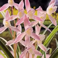[Bare-root][Import AS-IS] #CC# Cym. tortisepalum 'Ren-Mian-Tao-Hua' 蓮瓣人面桃花 [BS/3GRS][Sept Preorder 26]