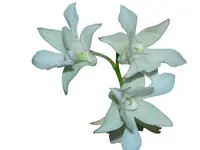 Dendrobium Mini White
