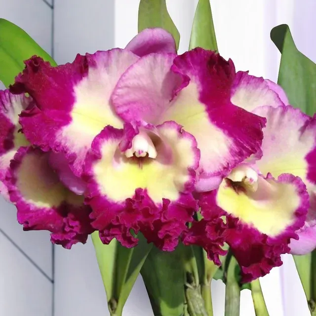 Rhyncholaeliocattleya Orchid Siam Song